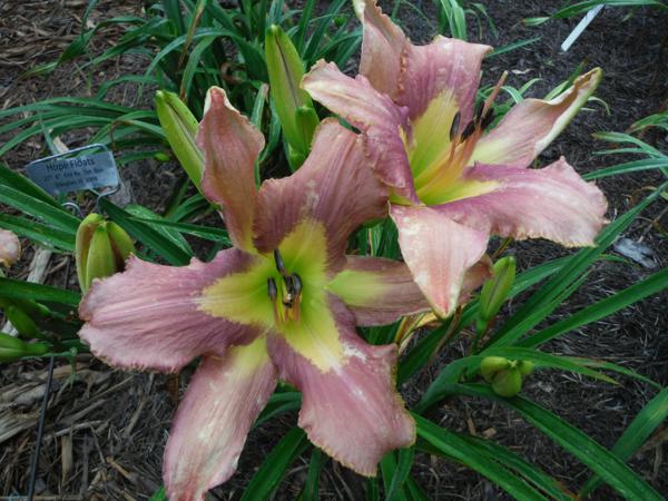 Hope Floates